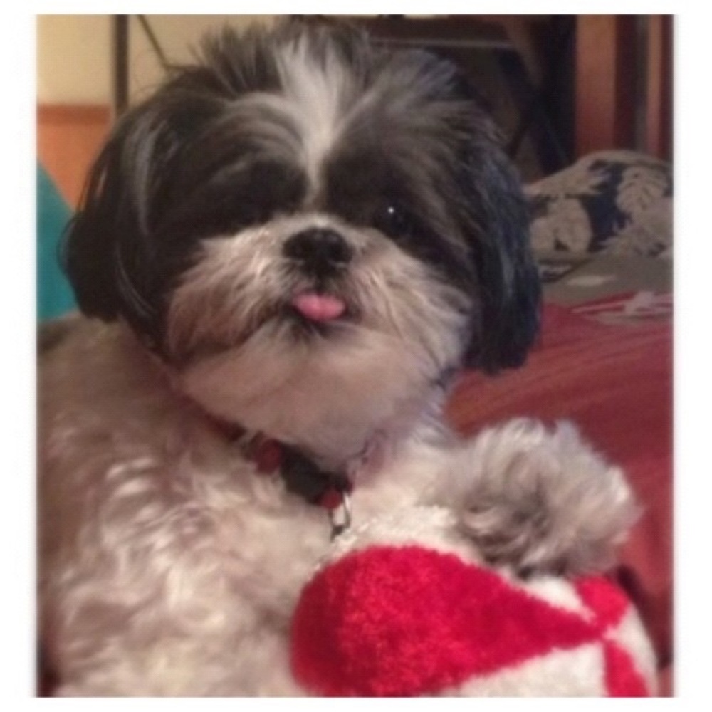 Meet your Posher, Regina